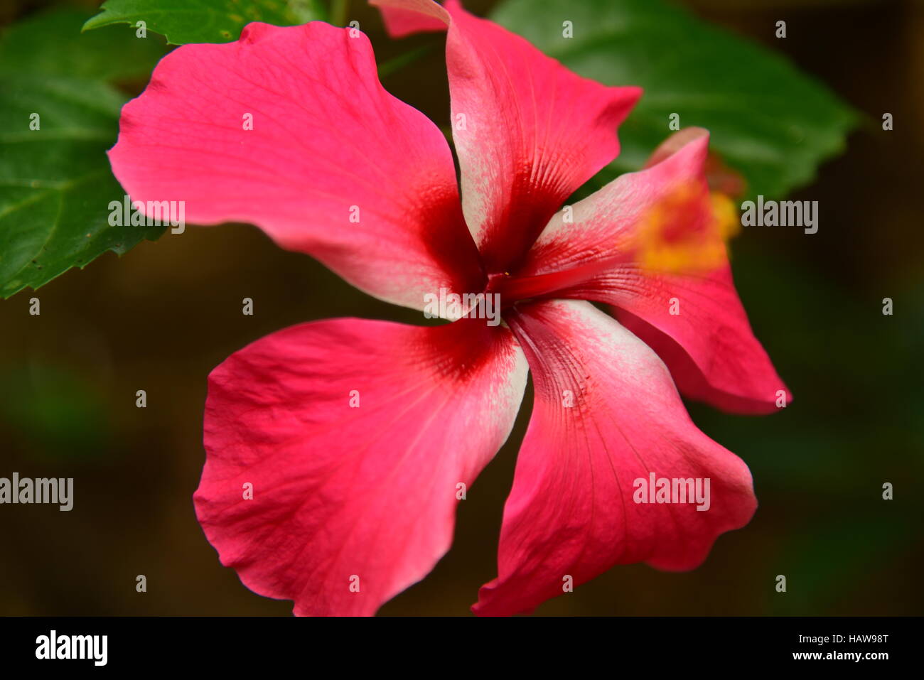 Scarpe fiore Foto Stock