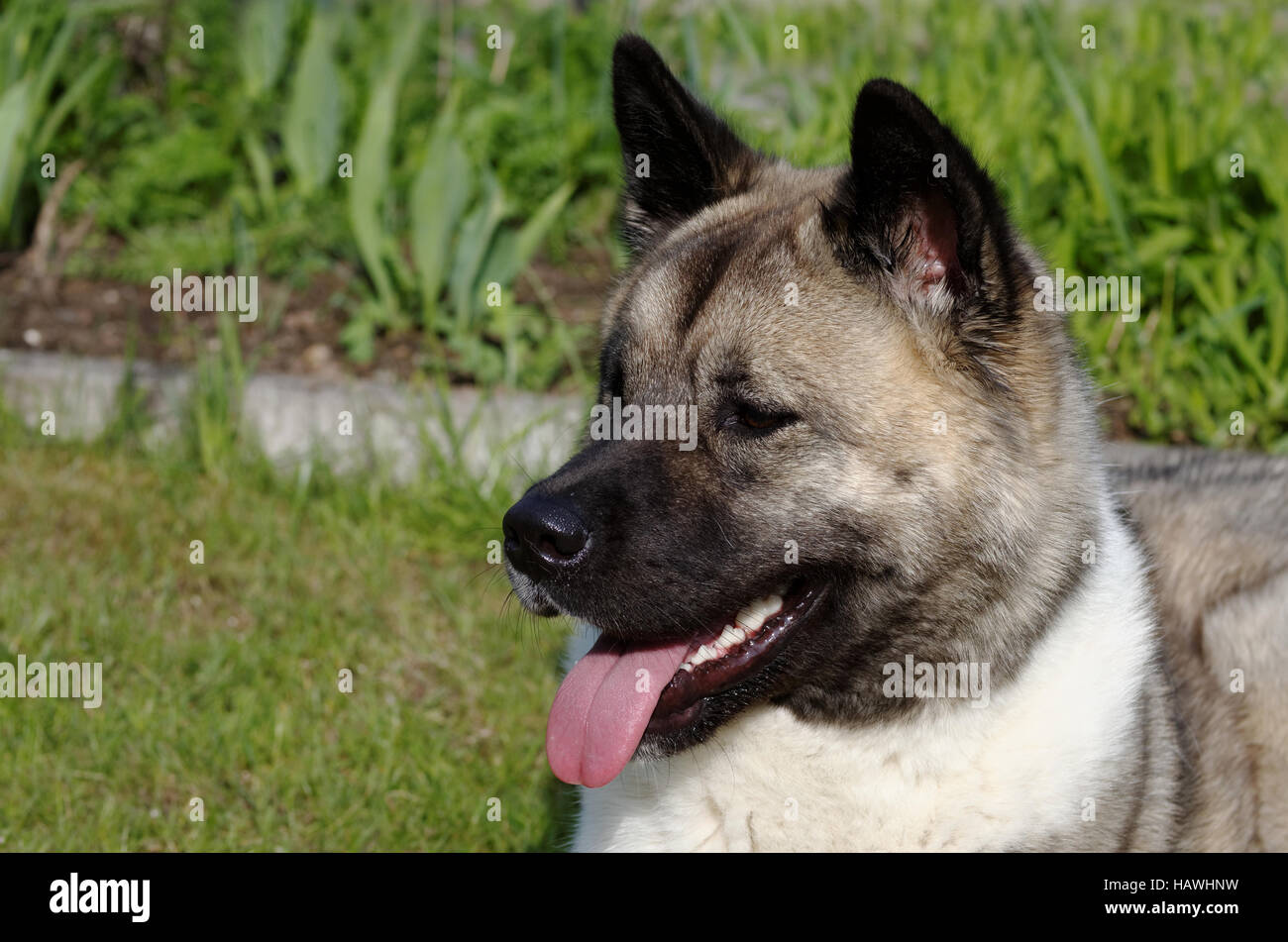 Akita inu Foto Stock