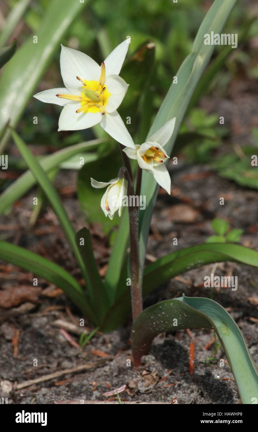 tulipano selvatico 3 Foto Stock