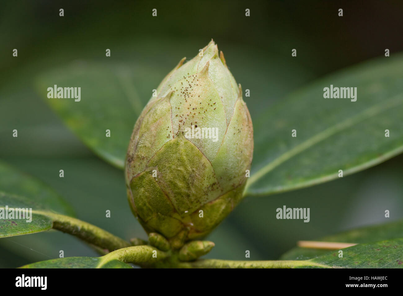 Rhododendron bud Foto Stock