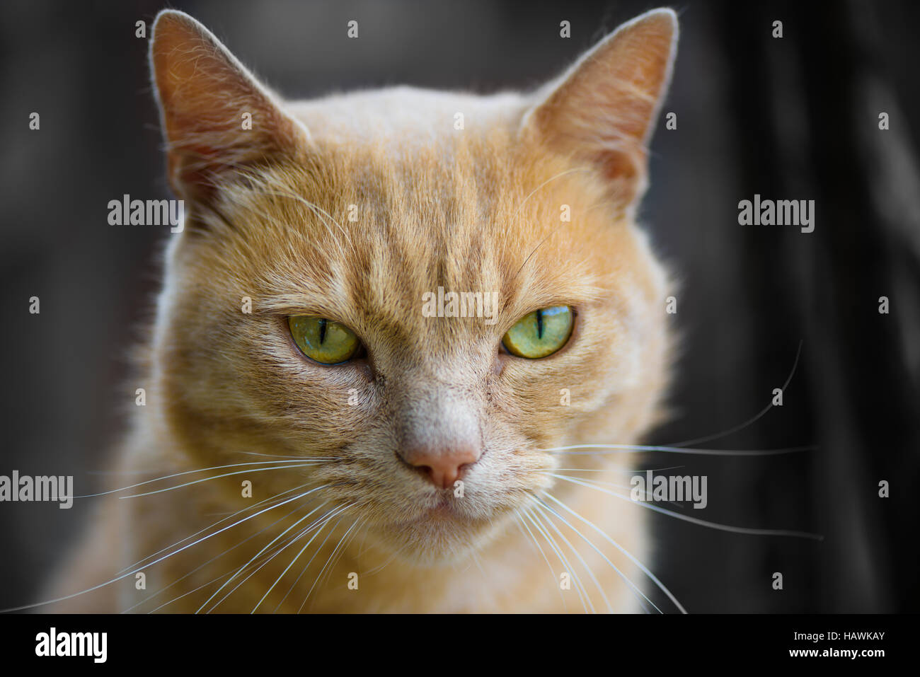 Close up di zenzero gatto di razza pura Foto Stock