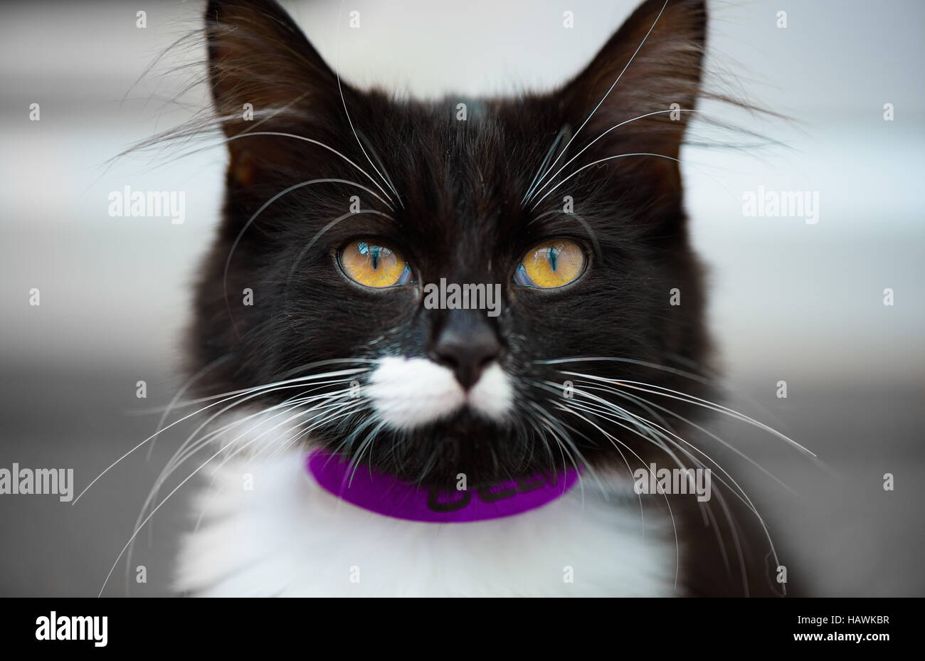 Bianco e nero gattino con grandi baffi e un sacco di capelli orecchio Foto Stock