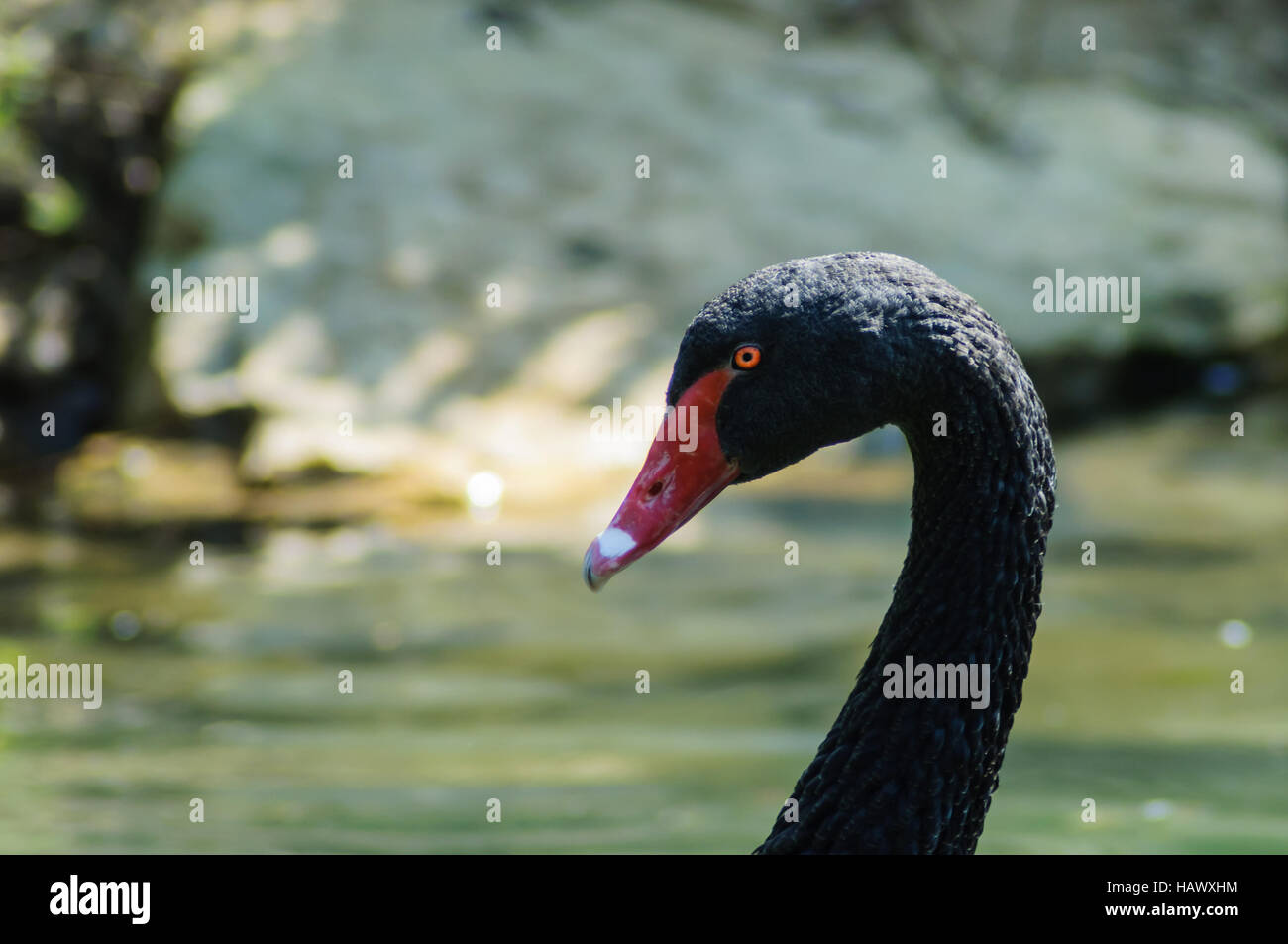 Schwarzer Schwan im Teich Foto Stock