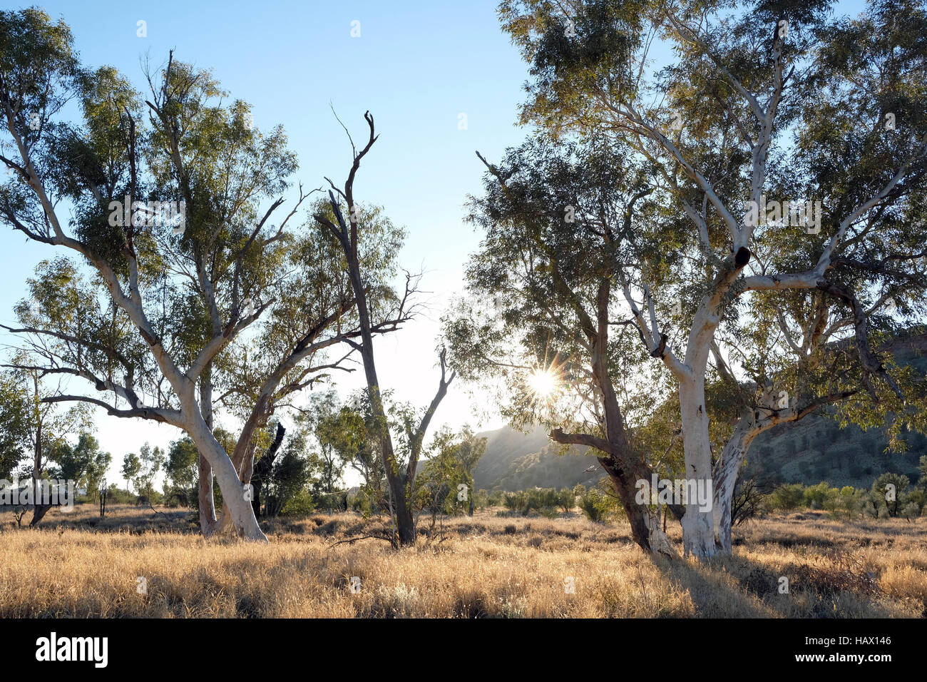 Gli alberi di gomma in luna di miele Gap, MacDonnell Ranges, Territorio del Nord, l'Australia centrale Foto Stock