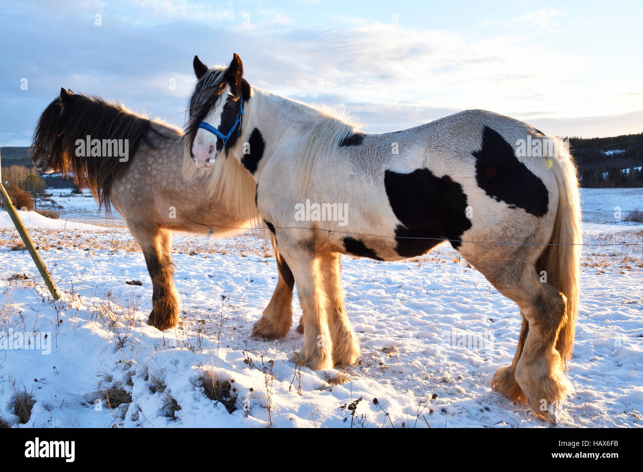 Due cavalli (Irish Cob) su un prato con poca neve e con il sole midwinter andando verso il basso,immagine dal nord della Svezia. Foto Stock