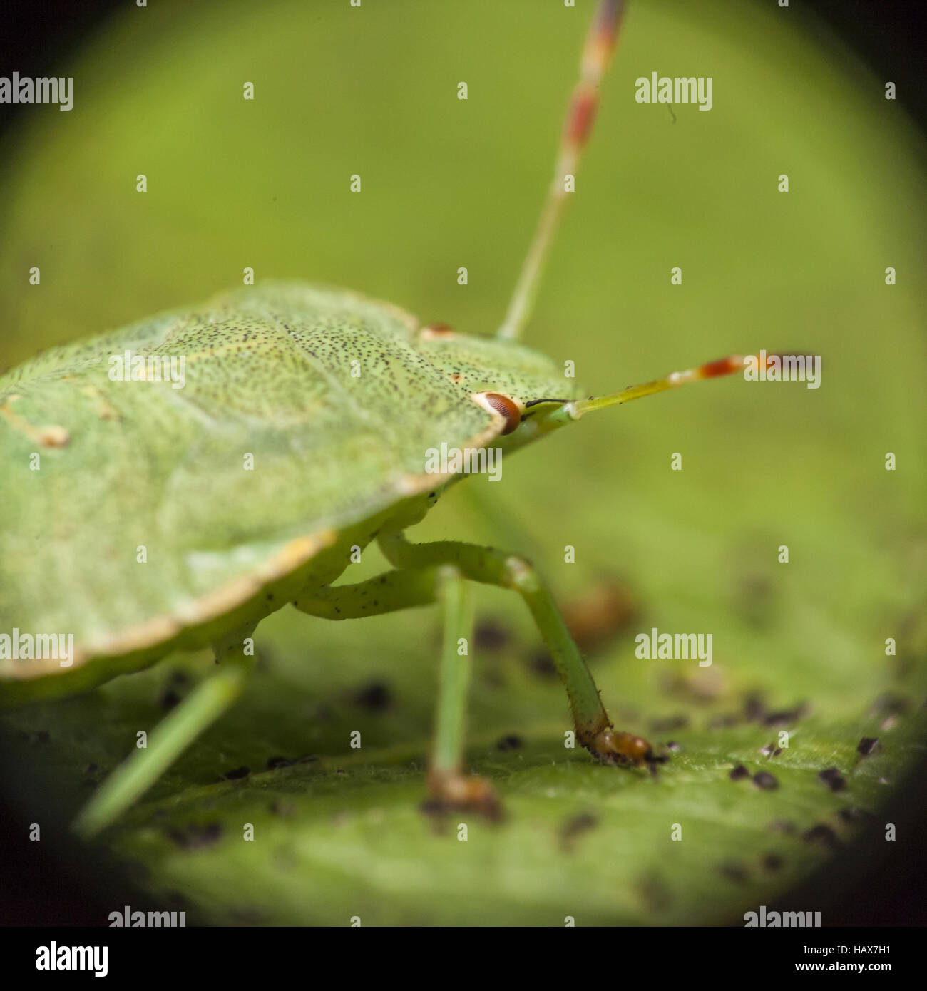 Piccoli insetti sulla lamina Foto Stock