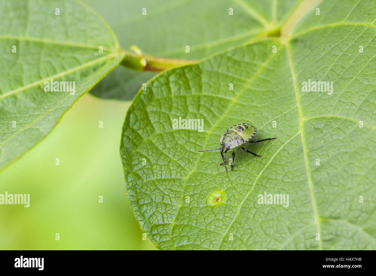 Piccoli insetti sulla lamina Foto Stock