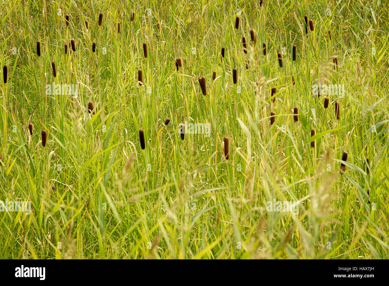 Bad Buchau, Germania. Foto Stock