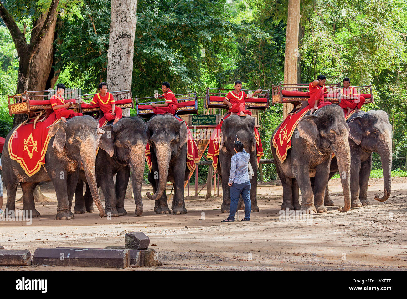 Elefanti asiatici usata per prendere i turisti in un giro intorno a Angkor Thom prendere un periodo di riposo sotto gli alberi in Siem Reap, Regno di Cambogia. Foto Stock