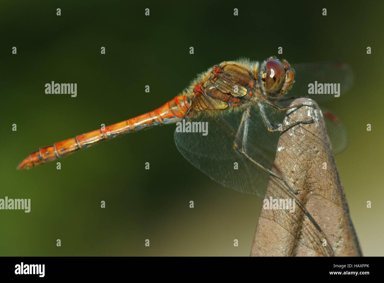 Common darter - Sympetrum striolatum Foto Stock