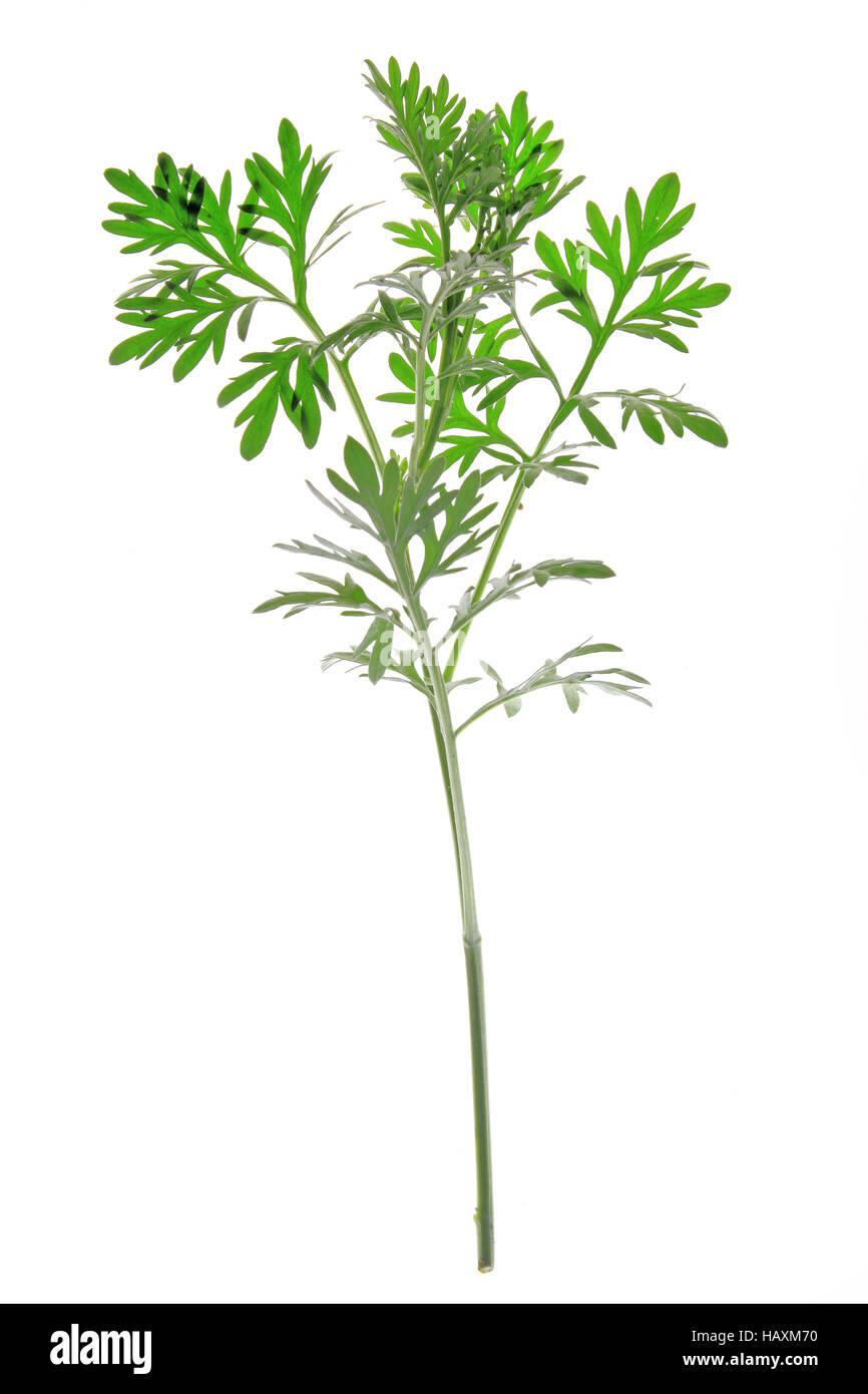 Assenzio (Artemisia absinthium) Foto Stock