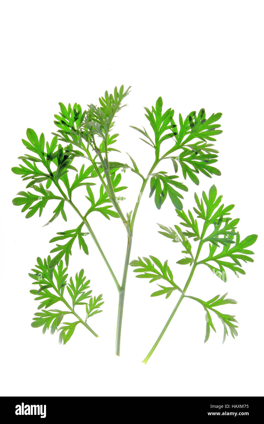 Assenzio (Artemisia absinthium) Foto Stock