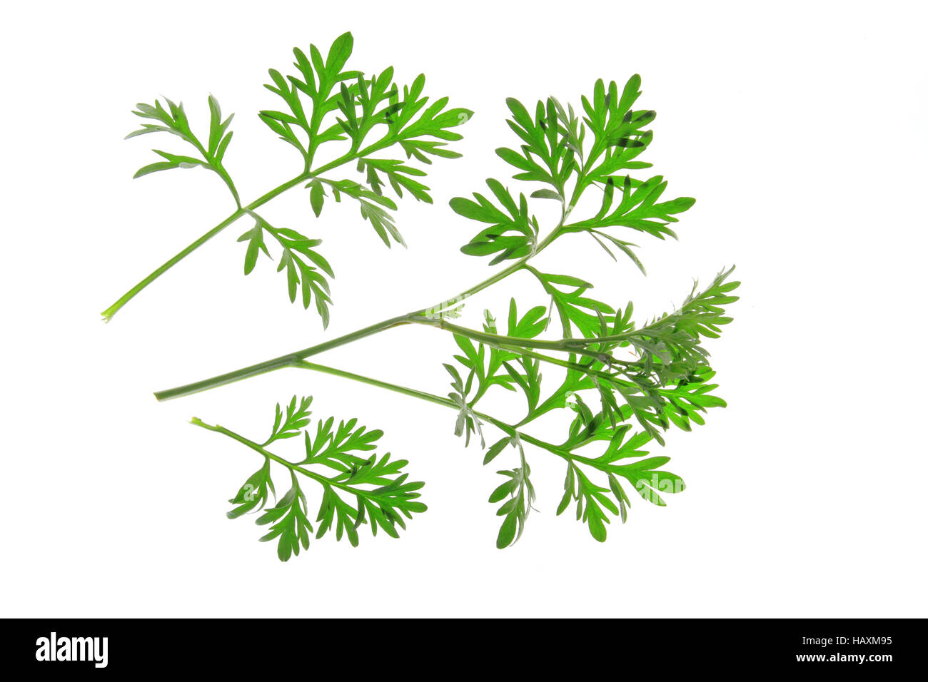 Assenzio (Artemisia absinthium) Foto Stock