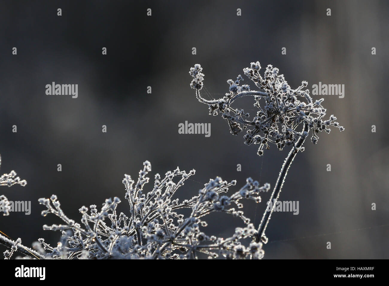 Gelo invernale sullo sfondo Foto Stock