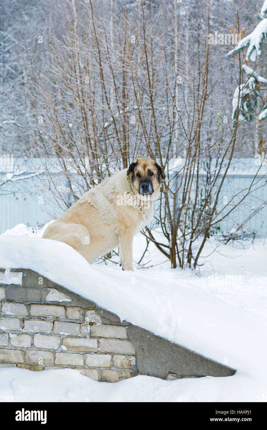 Big Dog sitter nella neve tra i cumuli di neve Foto Stock