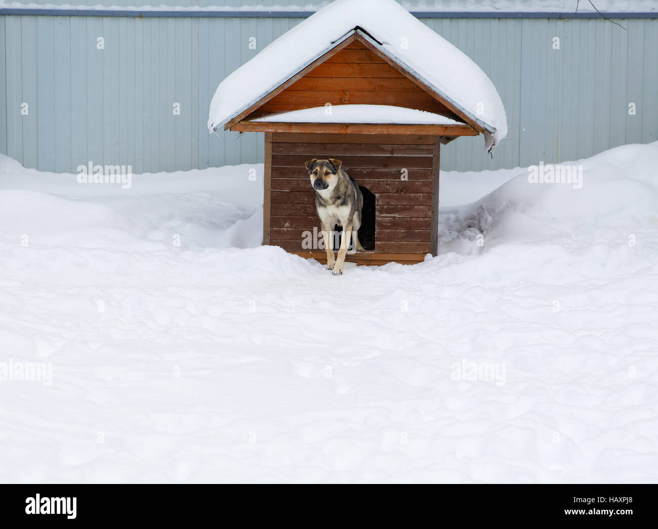 Il cane arriva fuori della cabina tra i cumuli di neve in inverno Foto Stock