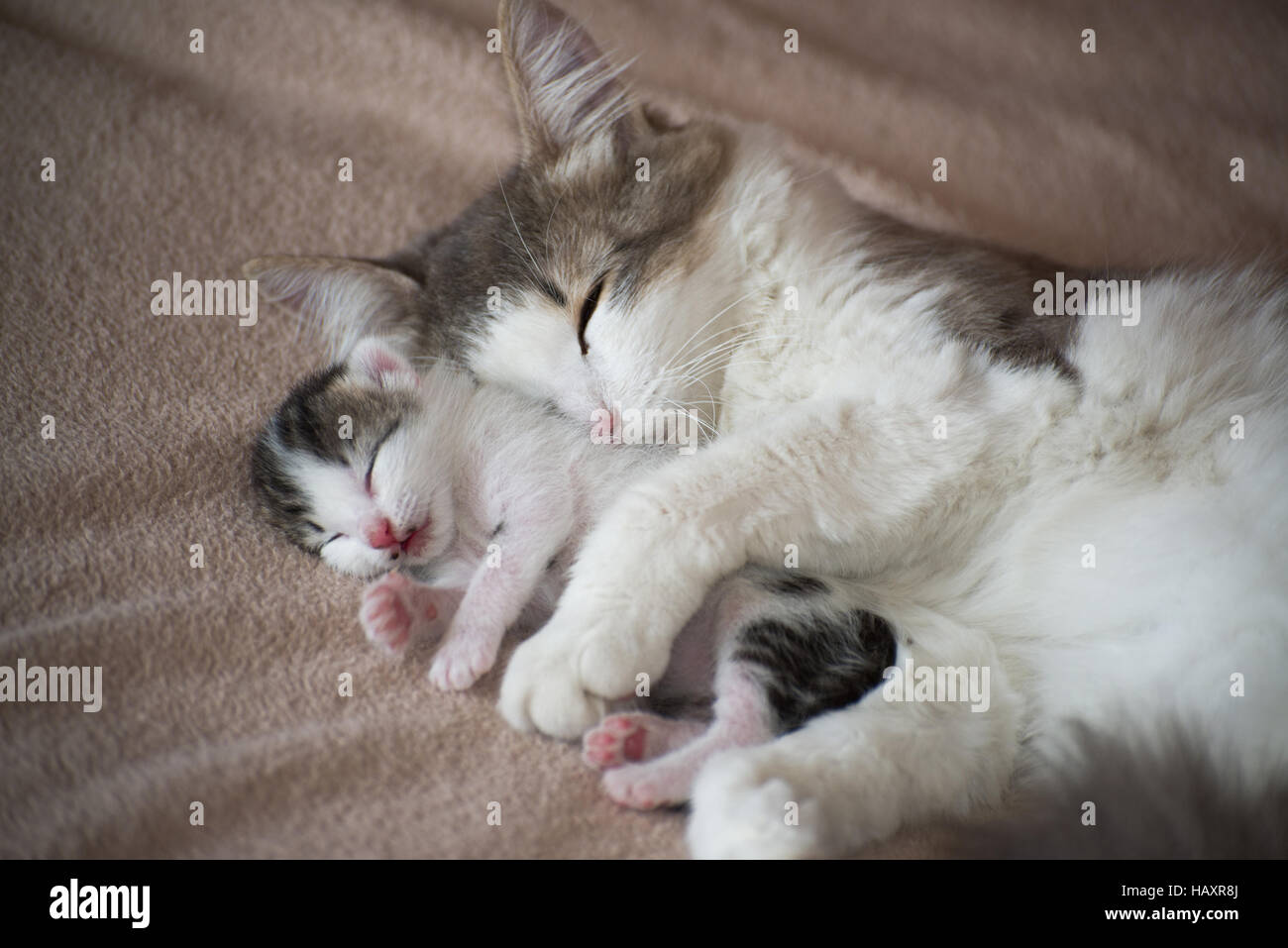 Gatto dorme con un gattino e abbracci di lui Foto Stock