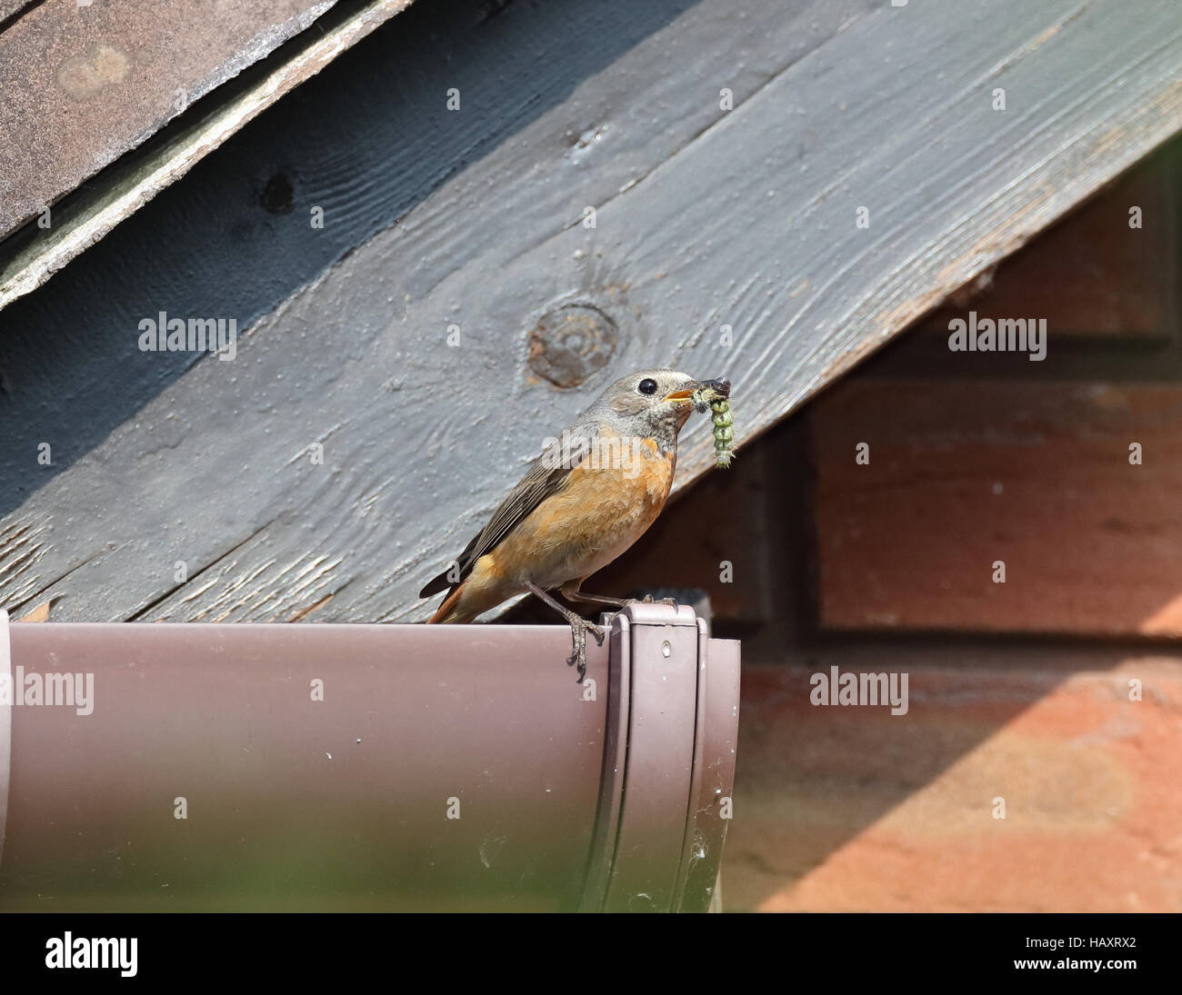 Femmina Redstart comune, Phoenicurus phoenicurus, tetto a valle del sito di nidificazione in Shropshire Foto Stock