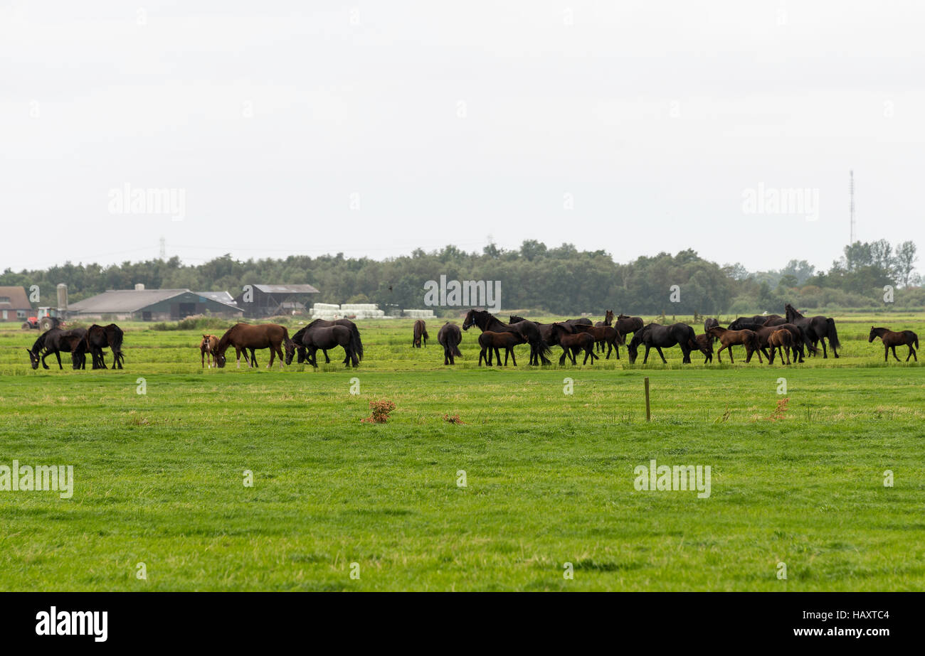 Gruppo di cavalli marrone in campo in Olanda nei pressi di una fattoria Foto Stock