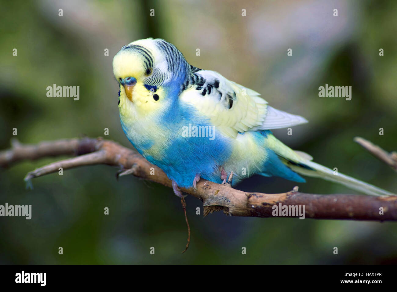 Piccolo blu e giallo parrocchetto bird. Foto Stock