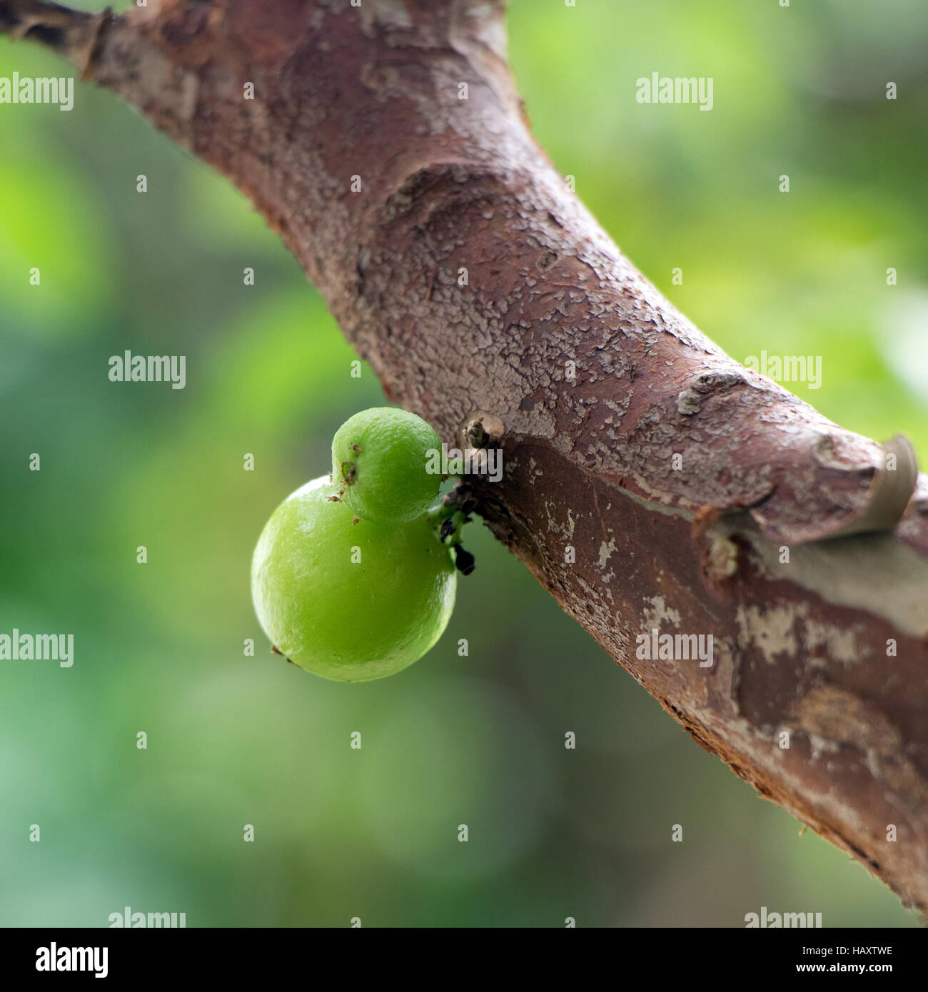 Una coppia di 'immaturo jabuticabas' (Plinia cauliflora), noto come grapetree brasiliano nel ramo Foto Stock