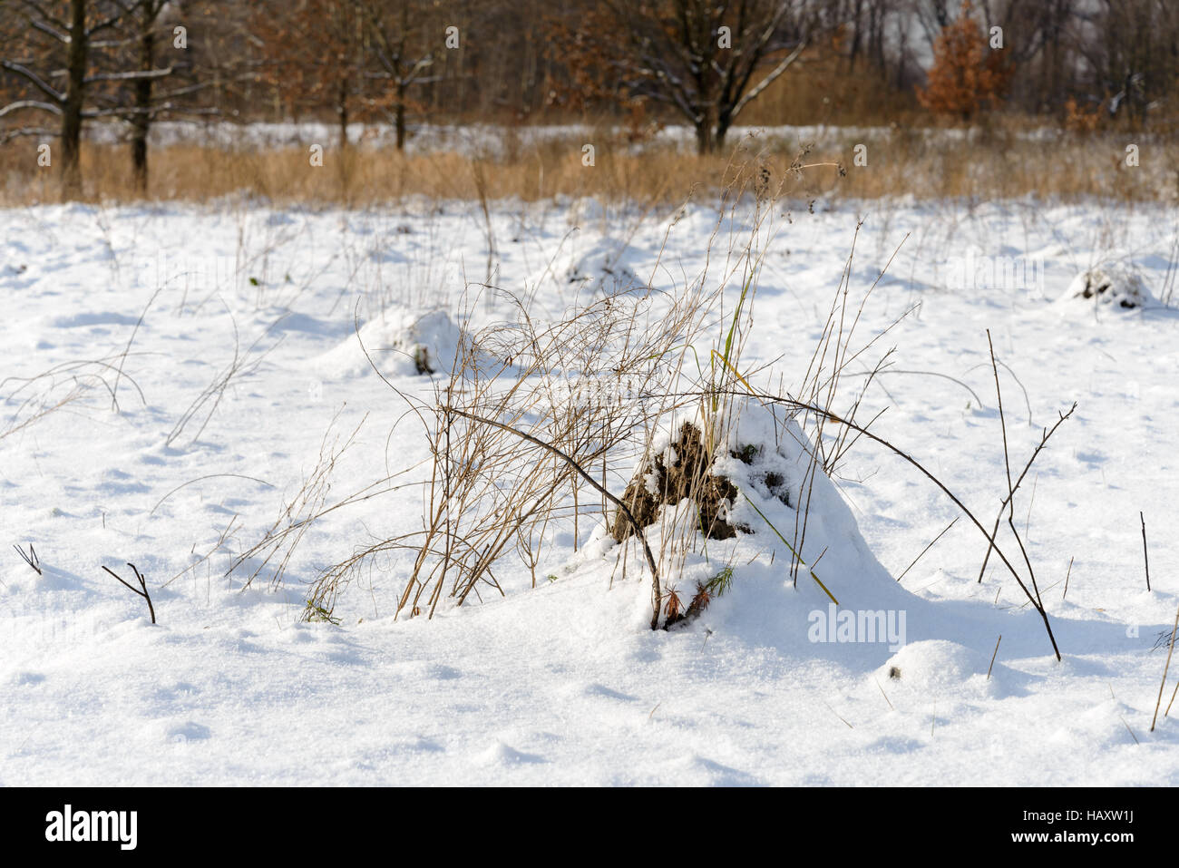 Zolla di terra chiamato molehill, causata da una mole, coperto di neve in un campo in inverno Foto Stock
