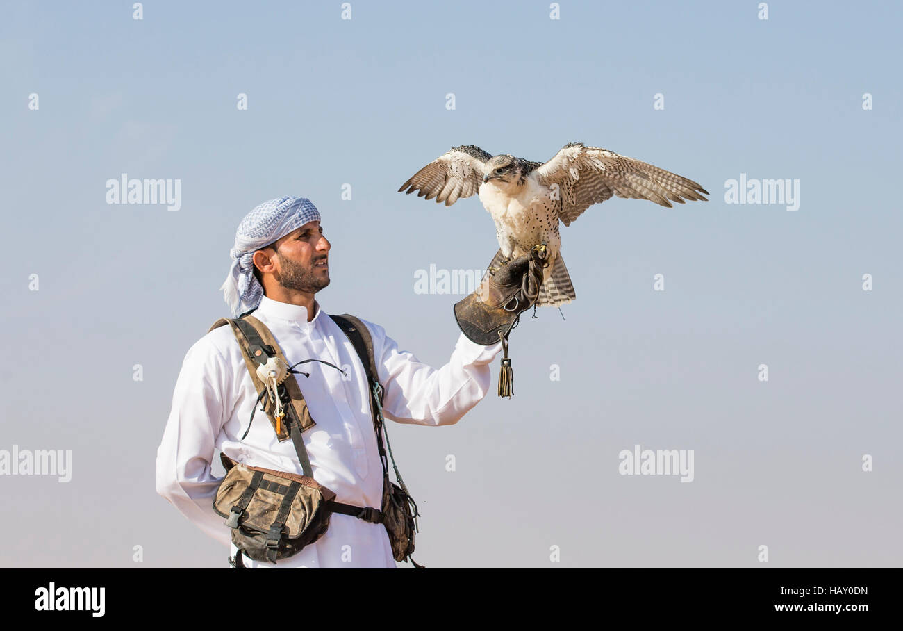 Dubai, UAE, Novembre 19th, 2016: Una falconer in abito tradizionale, la formazione di un falco pellegrino (Falco peregrinus) Foto Stock