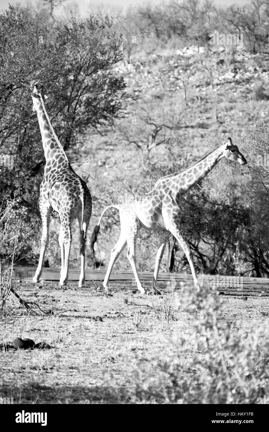 La sfocatura in Sud Africa kruger wildlife riserva naturale e selvaggio giraffe Foto Stock