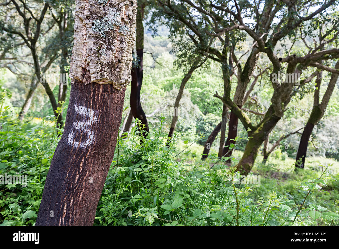 Cork Oak tree parzialmente privato della corteccia e numerate, Cruz Madeiros dos, Algarve, PORTOGALLO Foto Stock