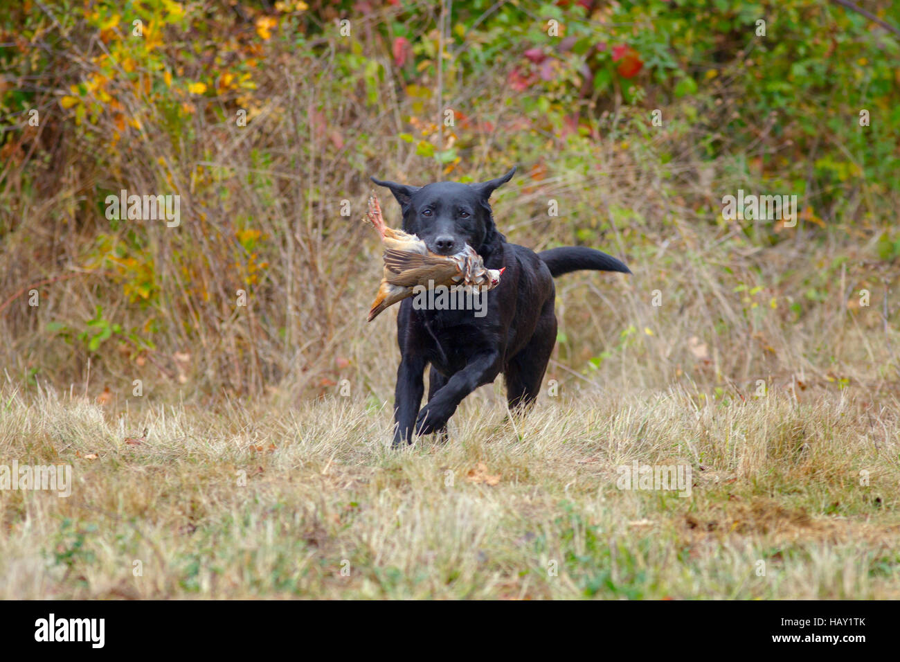 Black Labrador recupero pernice sul gioco sparare a Norfolk metà novembre Foto Stock