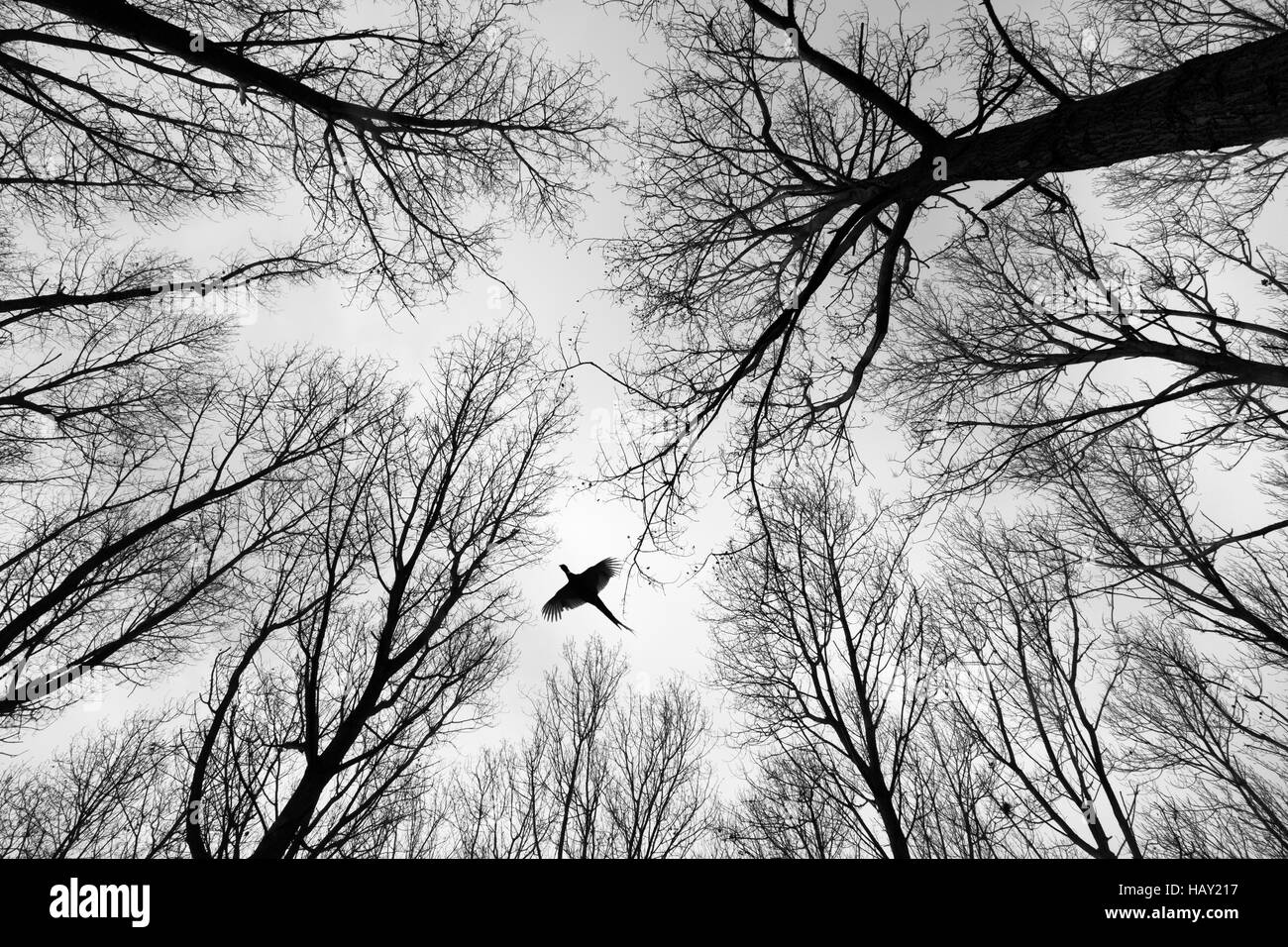 High flying Pheasant Phasianus colchicus maschio nel tree covertree Foto Stock