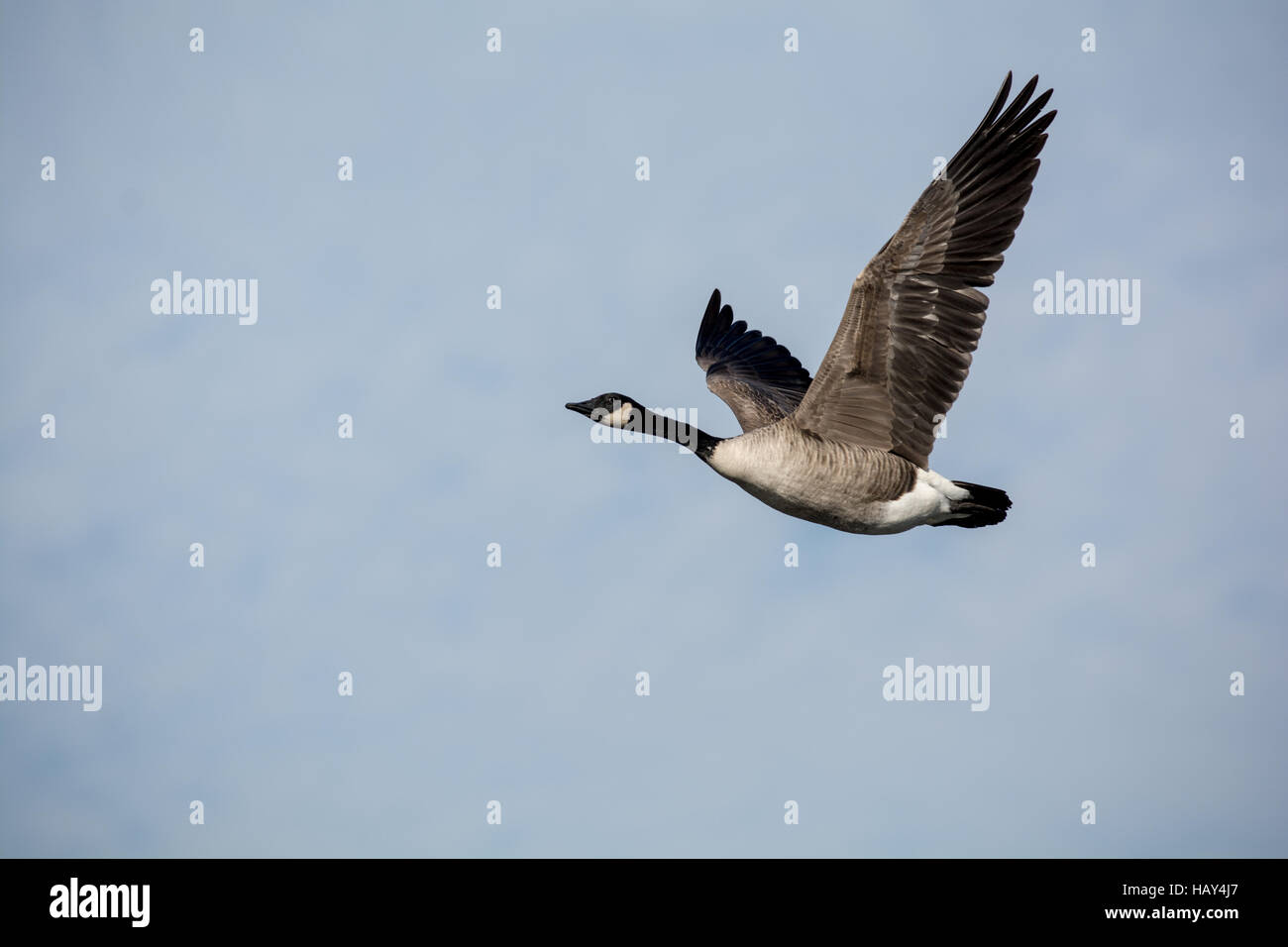 Un Lone Canada Goose vola con ali distese contro un cielo blu Foto Stock