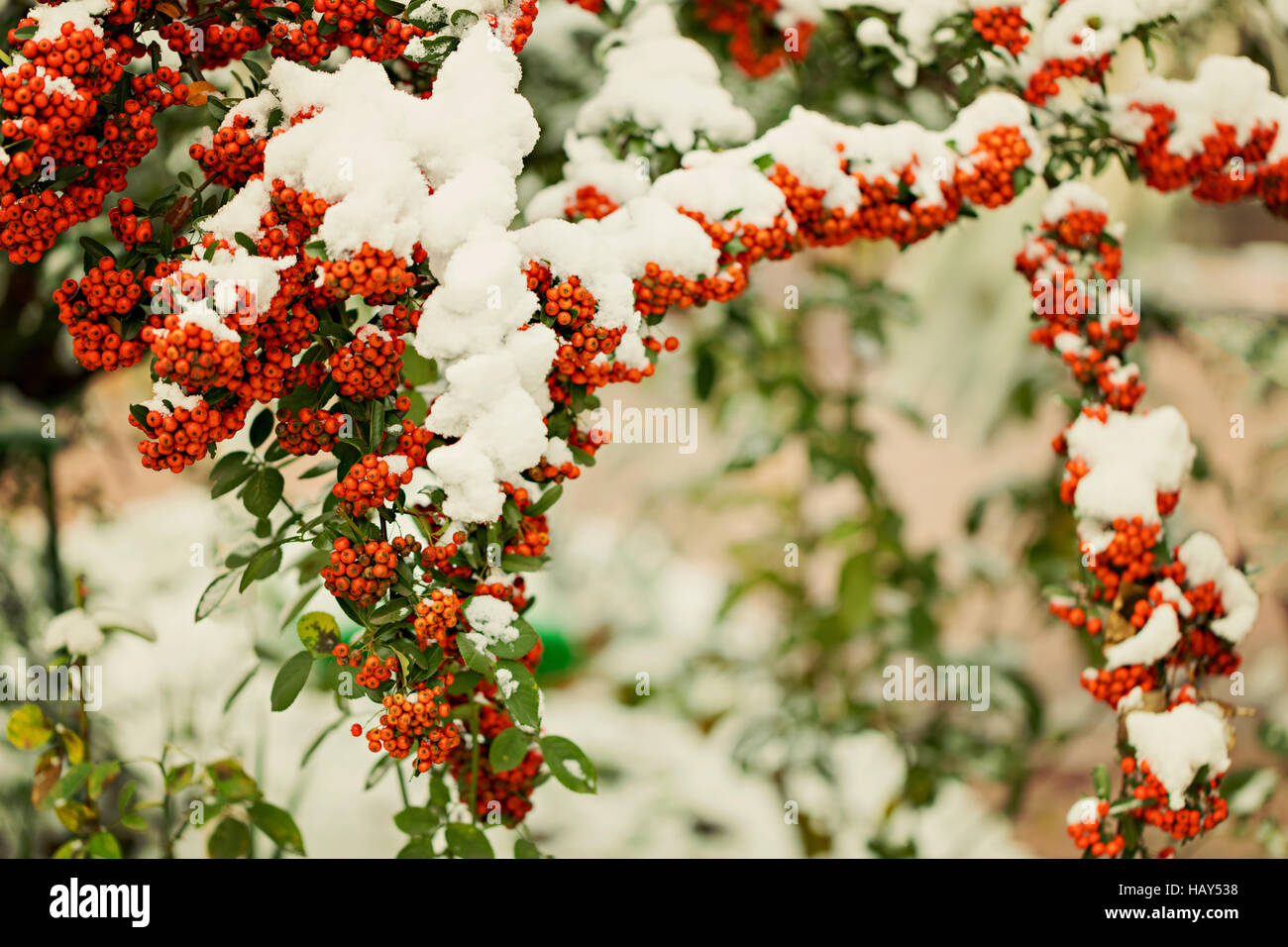 Rowan ramo sotto la neve in inverno. Messa a fuoco selettiva. Foto Stock