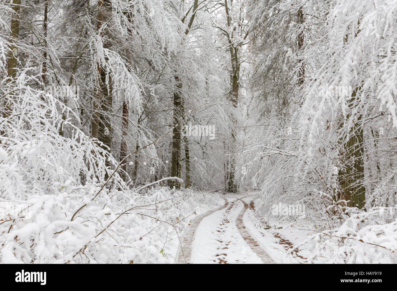 Paesaggio invernale di foresta naturale con alberi di quercia avvolto di neve appena caduta di neve dopo, foresta di Bialowieza, Polonia, Europa Foto Stock