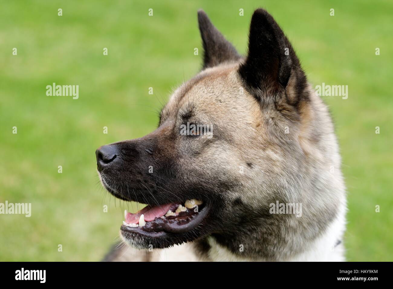 Akita Inu Foto Stock