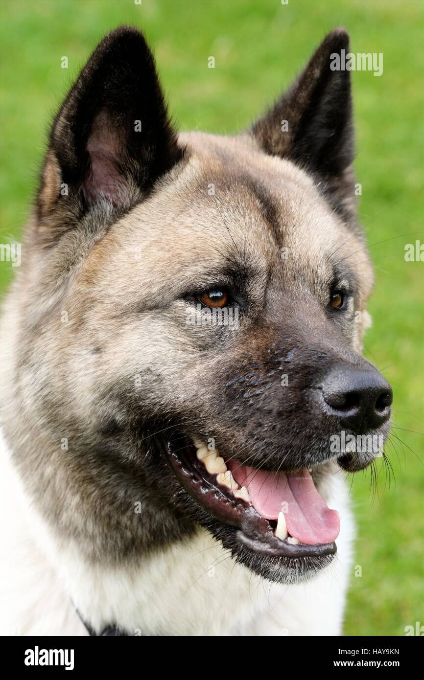 Akita Inu Foto Stock