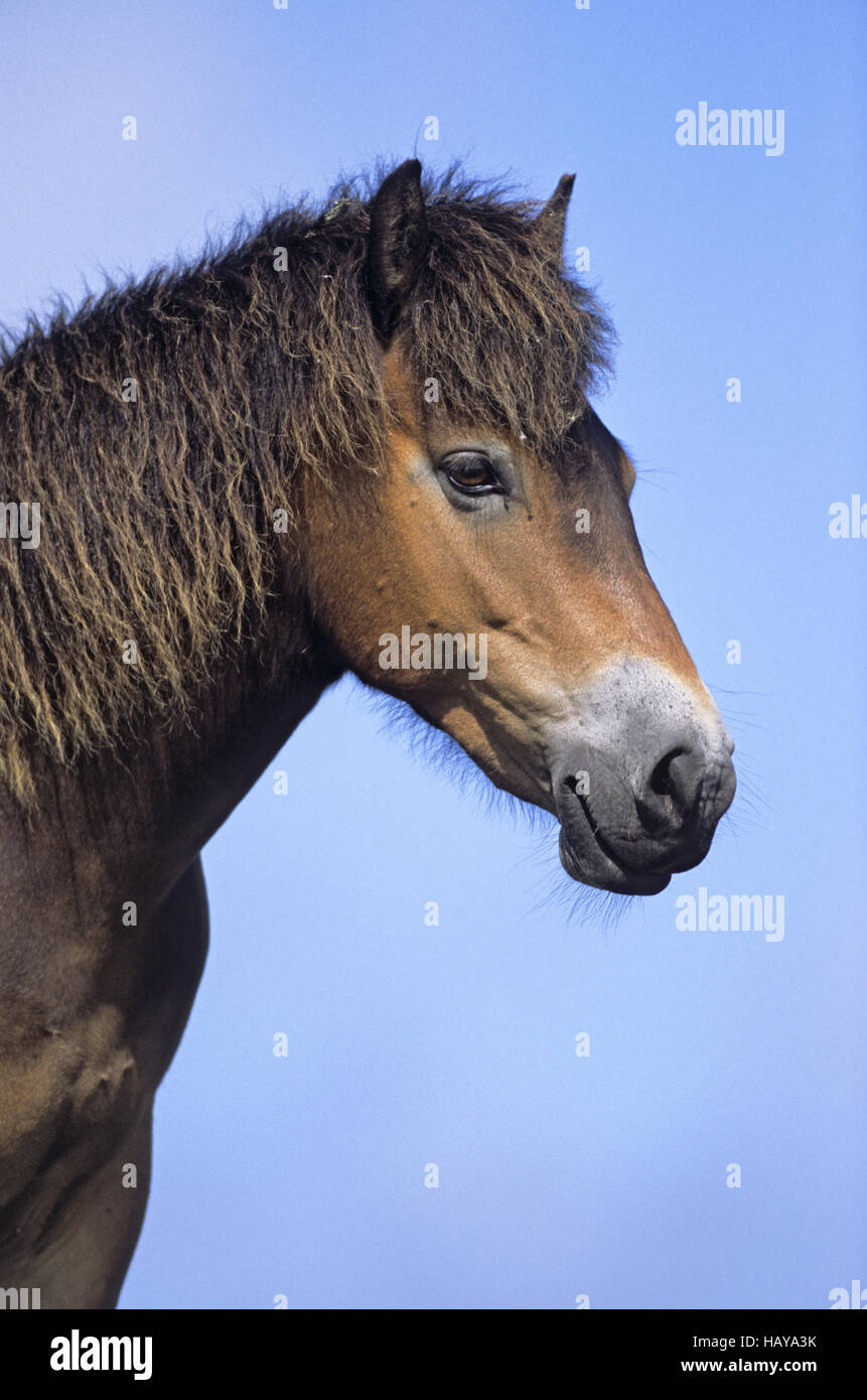 Exmoor Pony - Ritratto di uno stallone Foto Stock