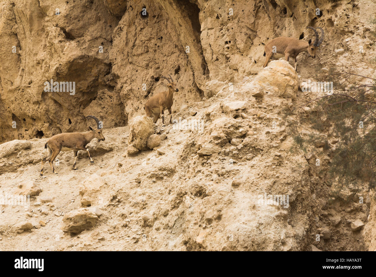 Ibex al deserto del Negev Foto Stock