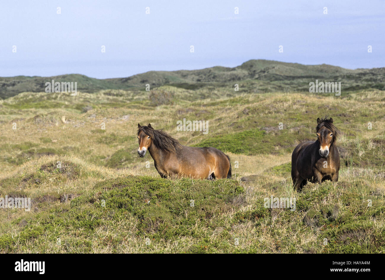Exmoor Pony mares nelle dune Foto Stock