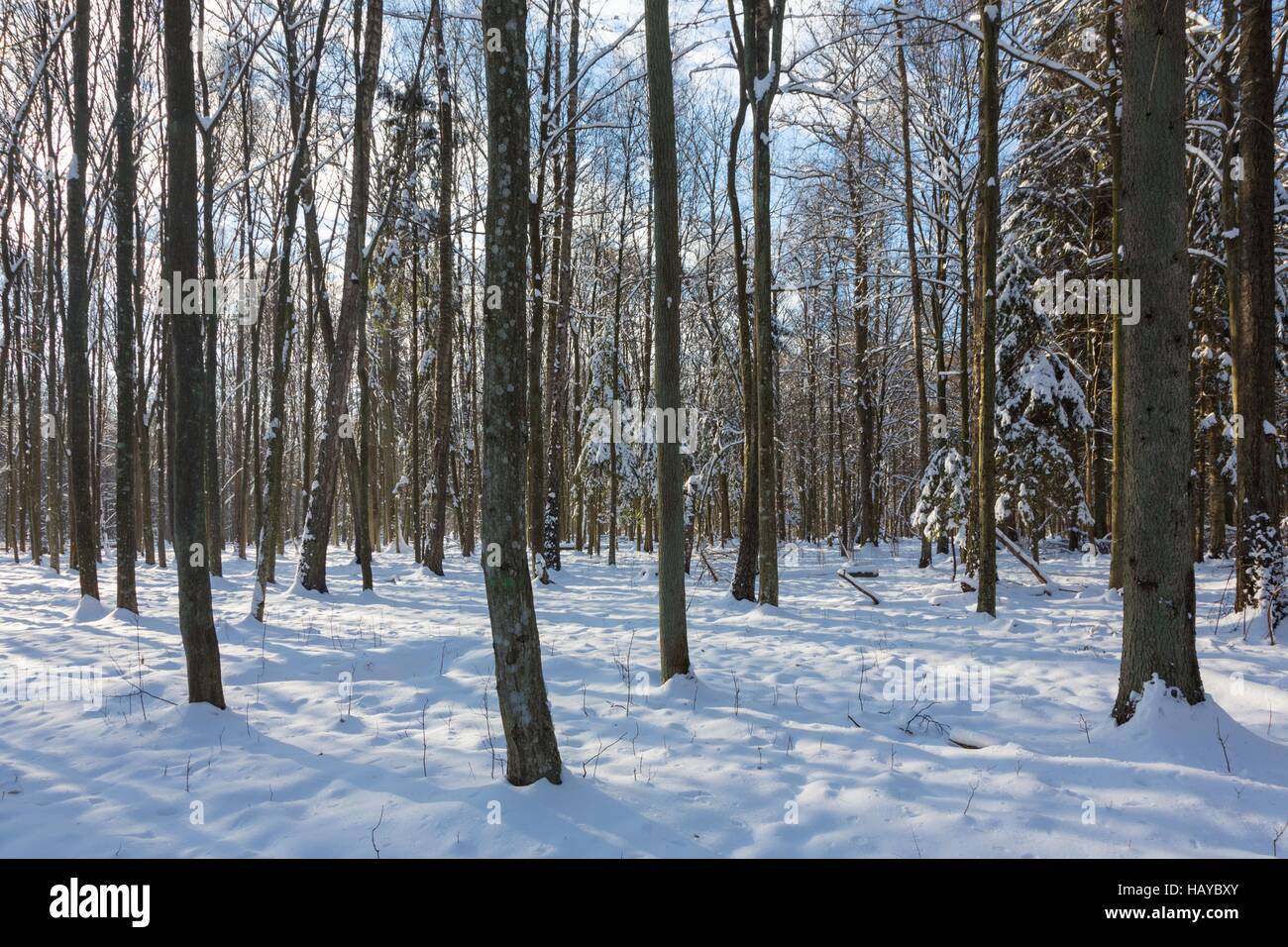 Nevicata dopo stand di latifoglie in mattinata con neve avvolto di abeti prevalentemente, foresta di Bialowieza, Polonia, Europa Foto Stock