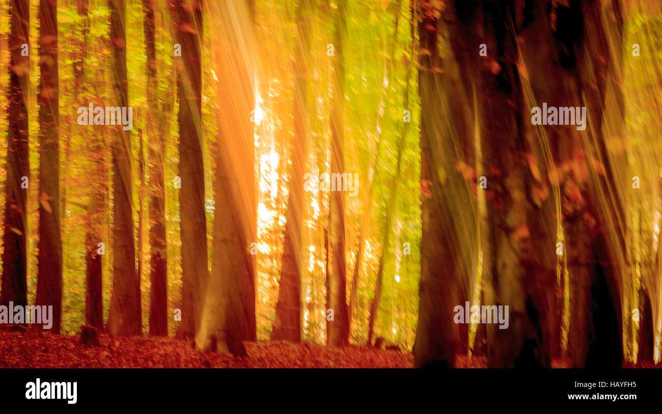 Abstract sunray nella foresta di autunno Foto Stock
