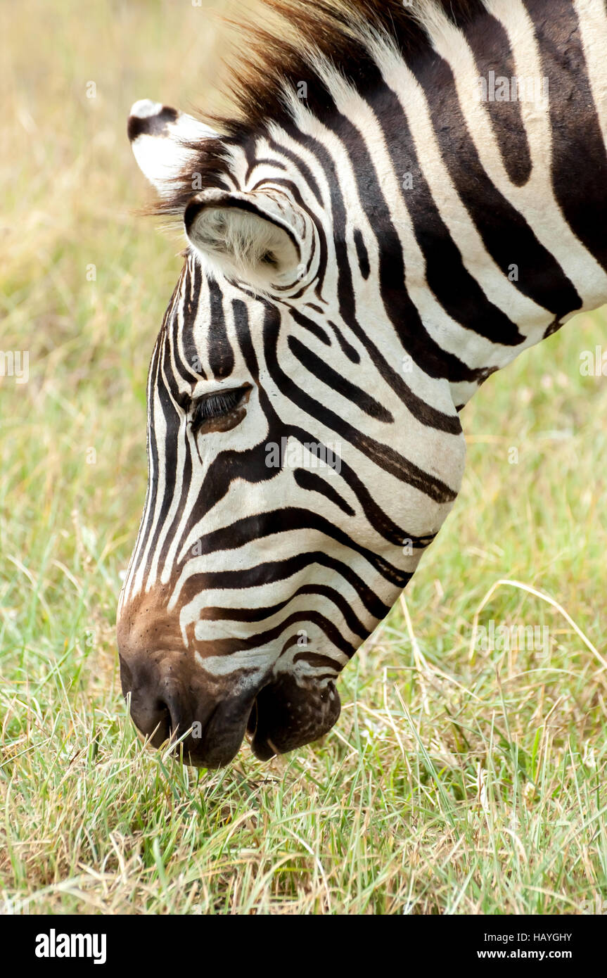 Zebra che pasce Foto Stock