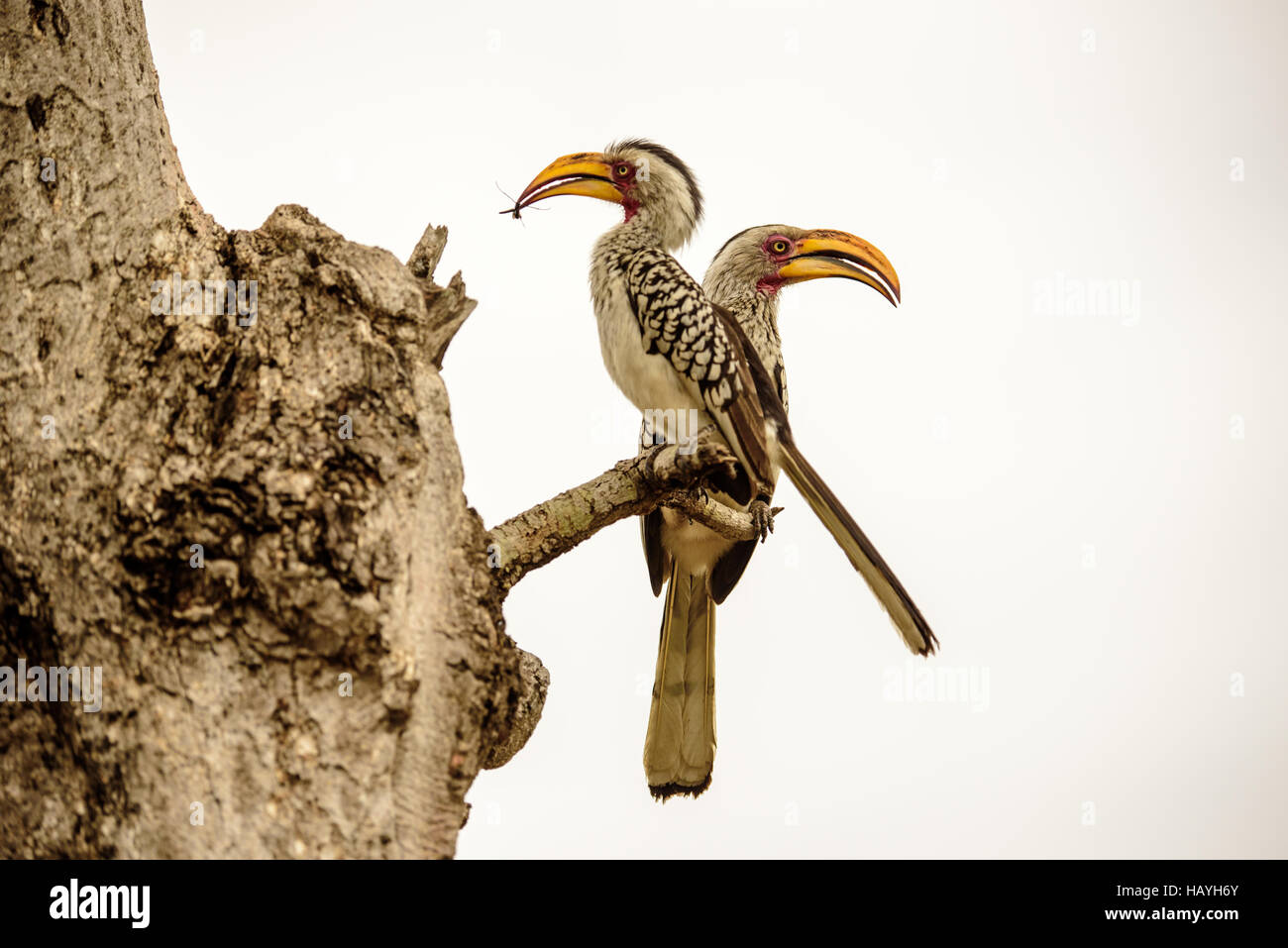 Due Southern giallo hornbills fatturati in una struttura ad albero Foto Stock