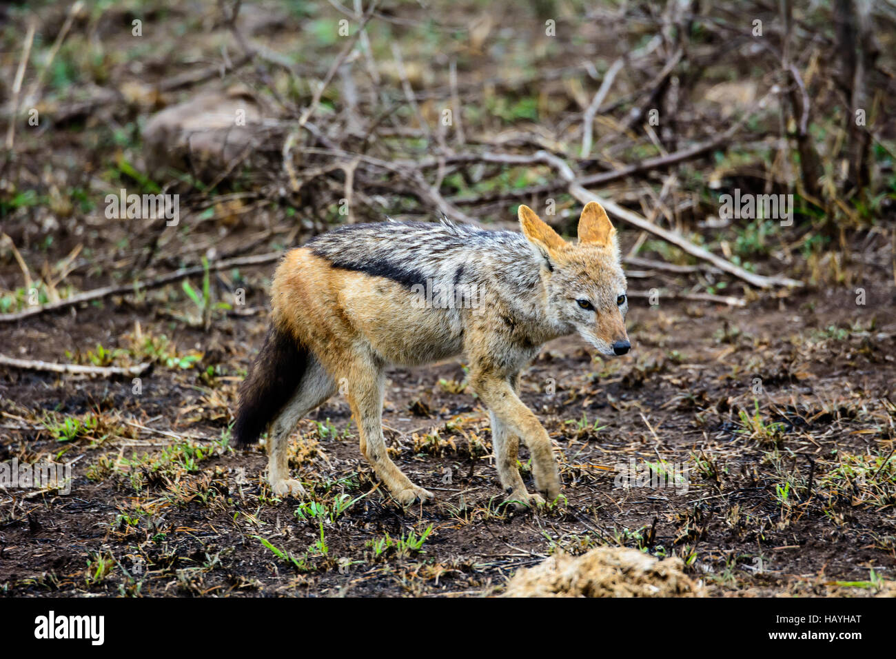 Black backed jackal foraggio Foto Stock