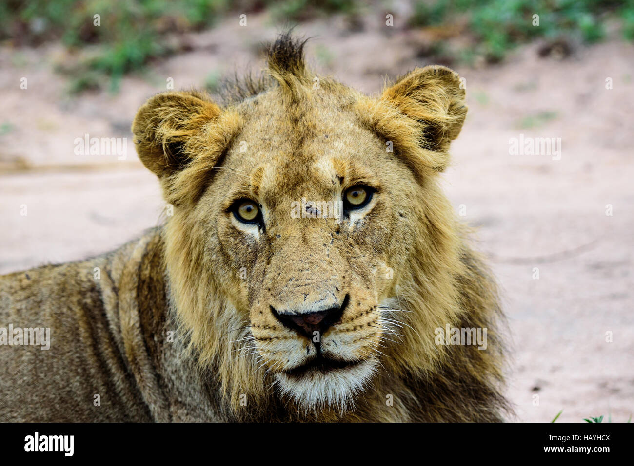 Close up del volto di un giovane leone maschio Foto Stock