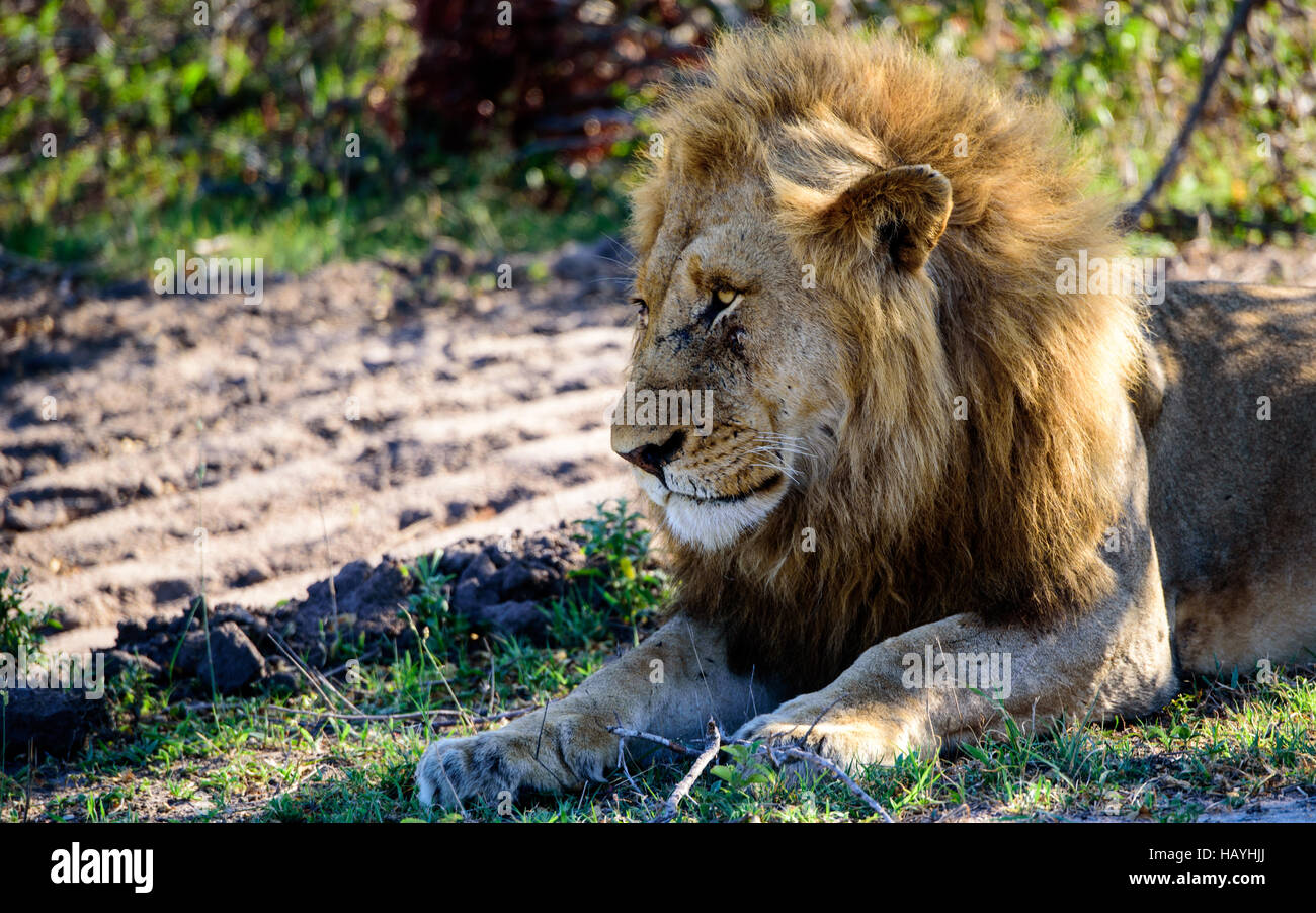 In prossimità della testa di un maschio di leone Foto Stock