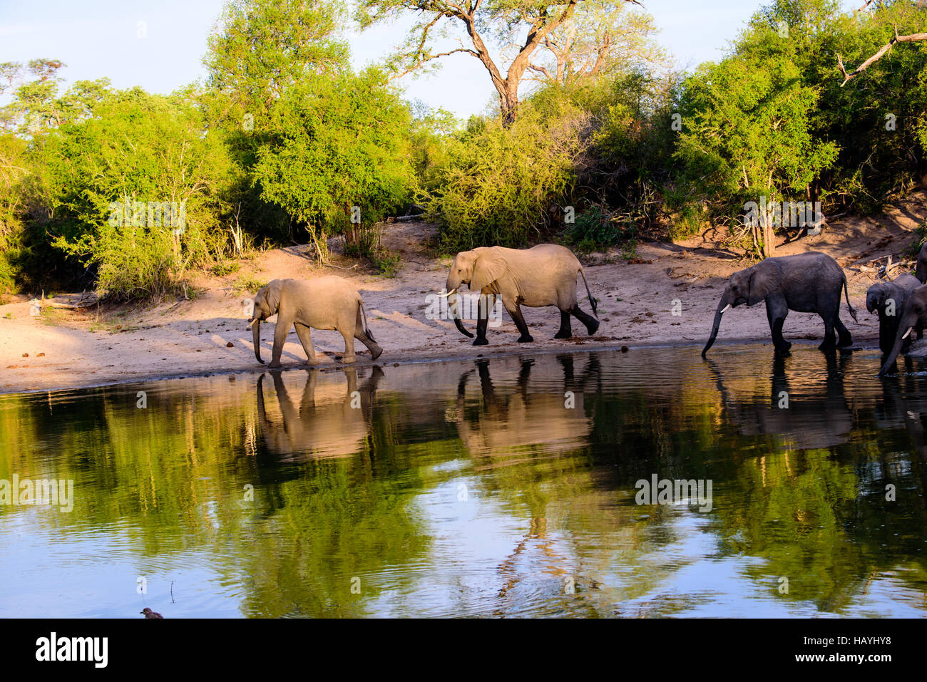 Gli elefanti e le loro riflessioni a piedi attorno al waterhole Foto Stock
