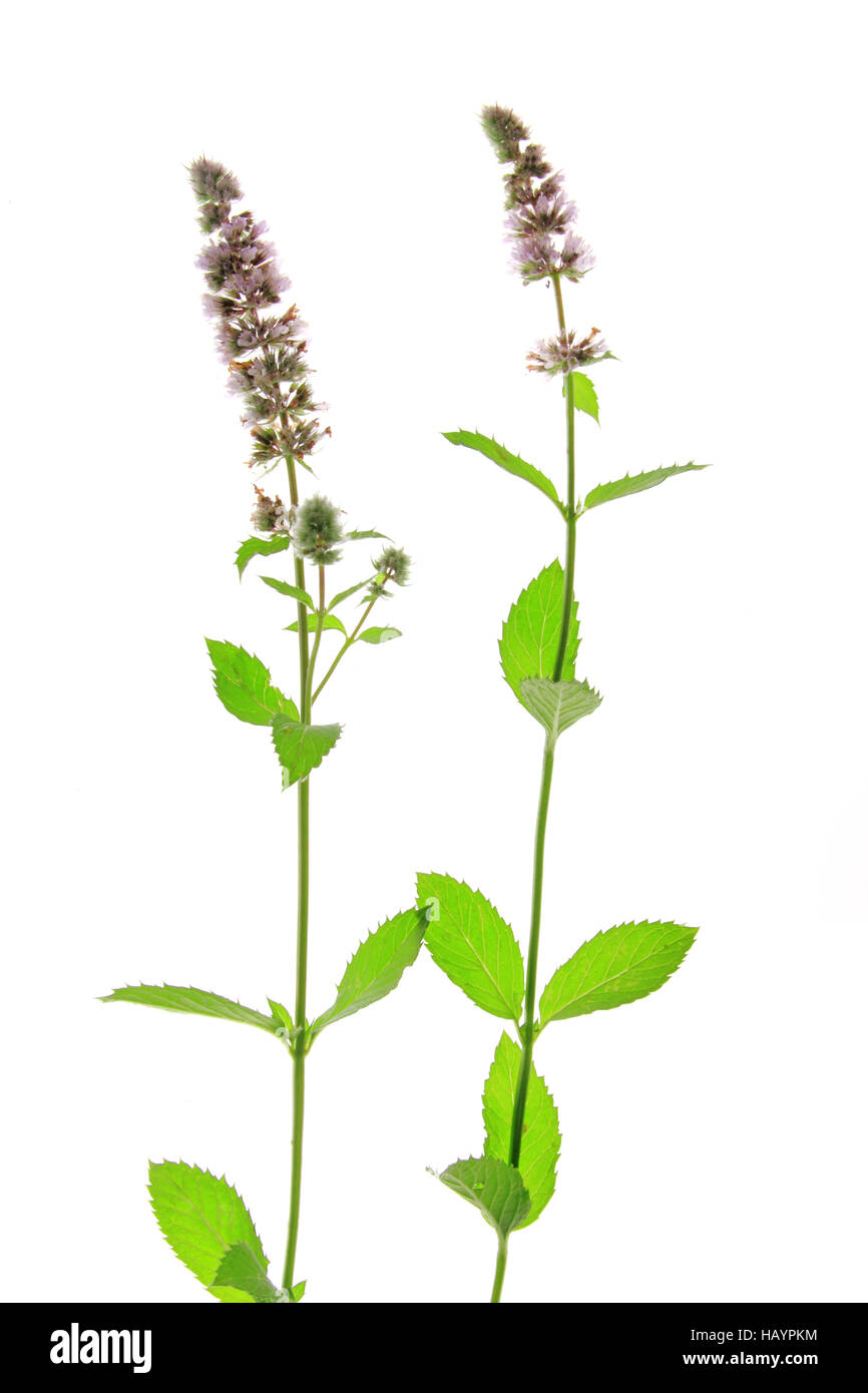 Menta verde (Mentha spicata) Foto Stock