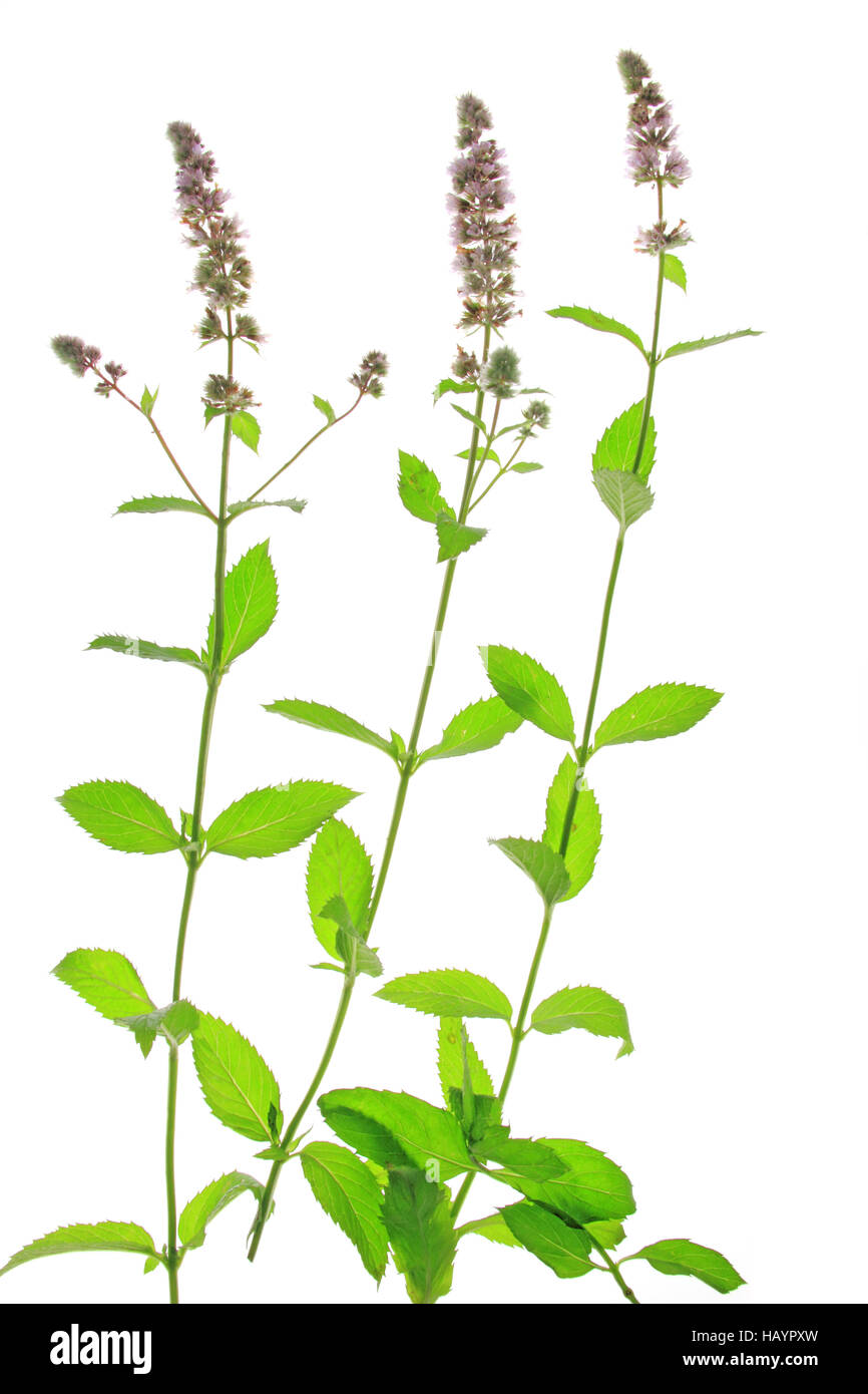 Menta verde (Mentha spicata) Foto Stock