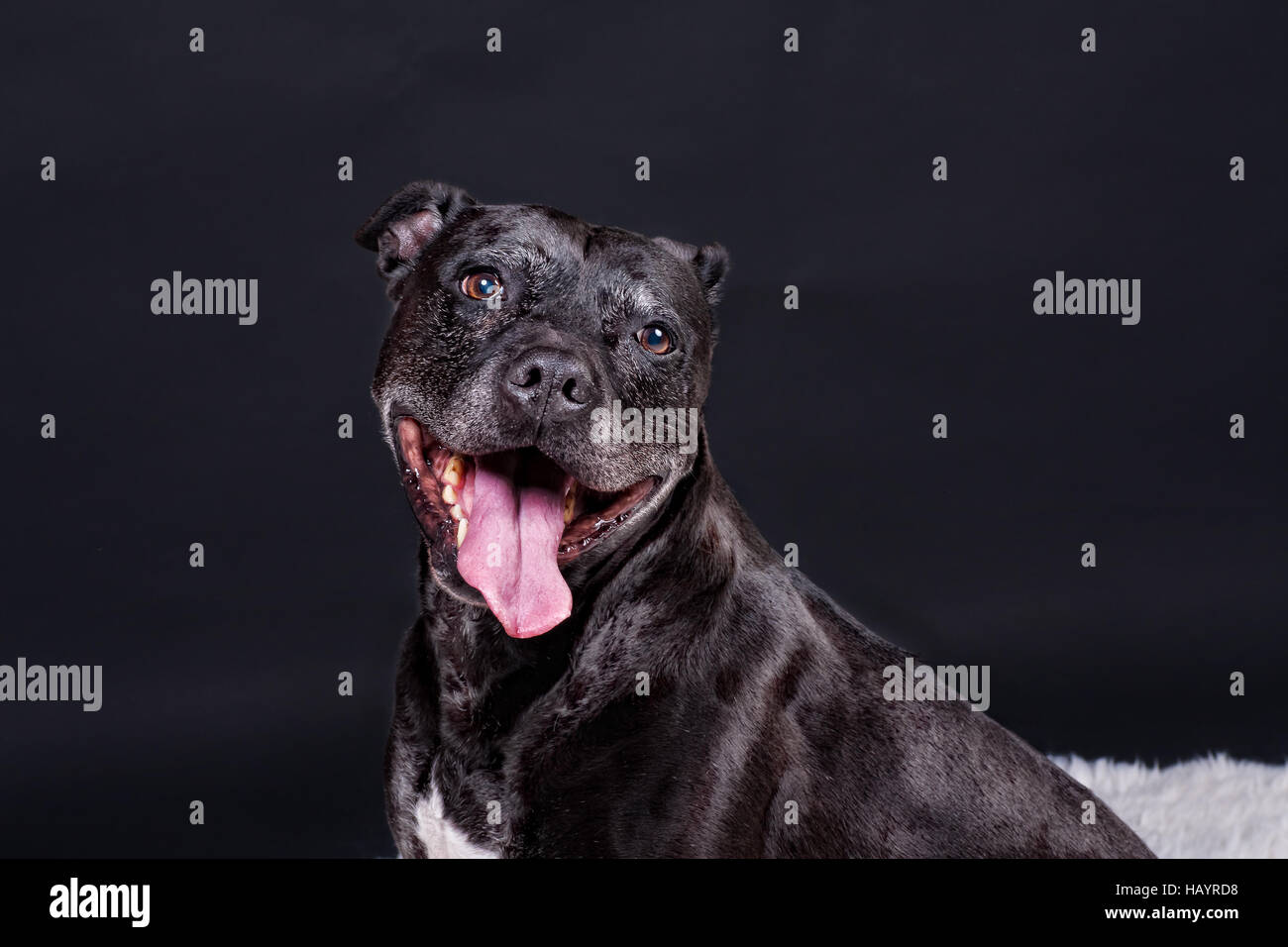 American Staffordshire terrier Foto Stock